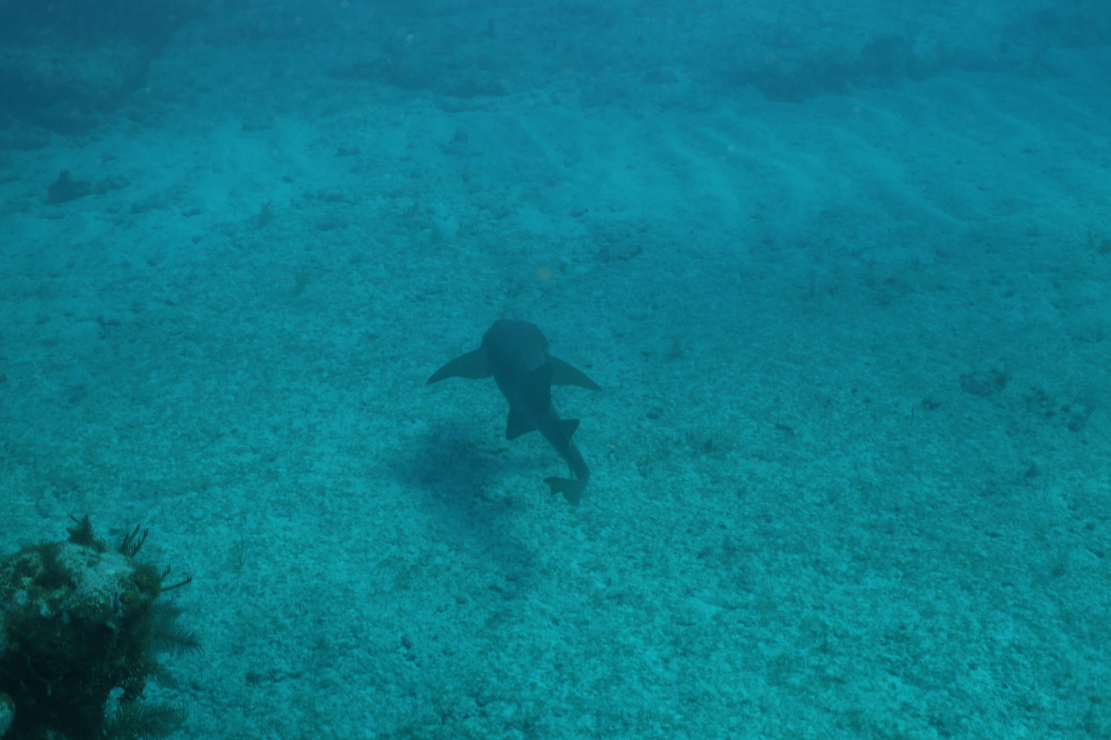 Reef shark swimming away